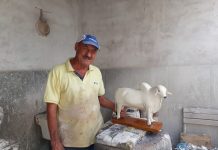 BOI COROTE – Artesão local faz sucesso com boi que mija pinga