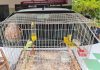 Policiais ambientais resgatam aves silvestres mantidas em cativeiro em Votuporanga