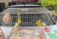 Policiais ambientais resgatam aves silvestres mantidas em cativeiro em Votuporanga