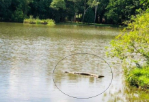 Sucuri é flagrada na represa de Monte Aprazível