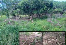 Polícia Ambiental multa proprietário de fazenda em R$ 30 mil por destruir vegetação nativa