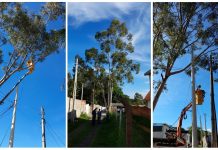 Defesa Civil retira eucalipto que apresentava risco de queda