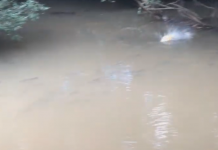 PIRACEMA NO RIO SÃO JOSÉ DOS DOURADOS – Fenômeno raro, com peixes de até 12 quilos, é filmado por pescador esportivo