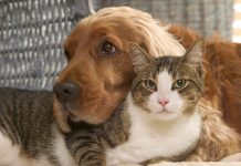 Prefeitura abre inscrições para castração de cães e gatos entre os dias 22 e 24 de fevereiro