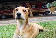Cachorro vítima de maus-tratos é adotado por bombeiros e vira mascote do quartel
