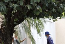 Sob risco de epidemia, Votuporanga realiza mutirão para eliminar criadouros do mosquito Aedes aegypti