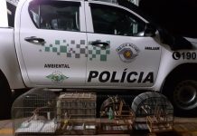 Homem é multado em mais de R$ 4 mil por caçar e manter aves silvestres em Riolândia