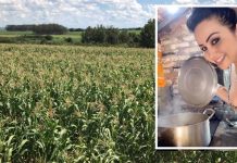 Em tempo de colheita o milho mantém a tradição entre as famílias