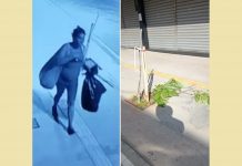 Mulher destrói mudas de árvores plantadas no Calçadão de Rio Preto