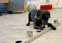 Rússia registra primeira vacina do mundo para animais contra covid-19