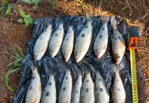 Homem é multado por pesca irregular em Cardoso
