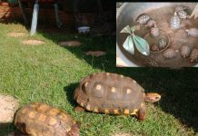 Polícia Ambiental resgata 15 jabutis mantidos em cativeiro e multa homem em R$ 7,5 mil