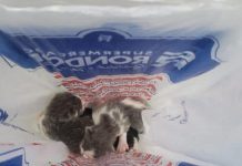 Idosa é flagrada jogando filhotes de gato em tambor de lixo