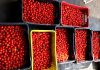 Produtores fazem doação de 140 quilos de tomate-cereja