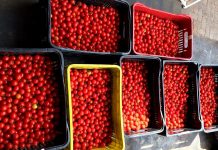 Produtores fazem doação de 140 quilos de tomate-cereja