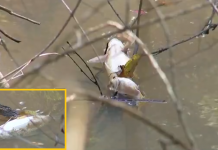 Moradores denunciam mortandade de peixes no Rio São José dos Dourados