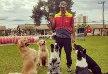 Adestramento ajuda a diminuir estresse e ansiedade nos cães, diz especialista