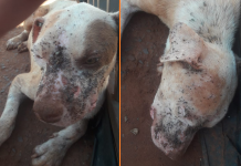 Homem é preso em flagrante por maus-tratos a animais em bairro de Rio Preto