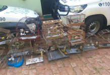 Mulher é multada em mais de R$ 100 mil por maus-tratos e cativeiro de aves silvestres em Mirassol