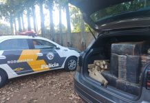 Polícia apreende carro carregado com tijolos de maconha em rodovia de Barbosa