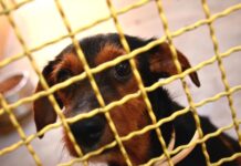 Prefeitura detalha compra de medicamento para eutanásia de animais