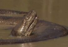 Sucuri de aproximadamente 8 metros é flagrada em represa no Parque da Cultura