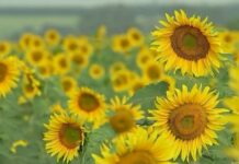 Plantação de girassóis chama atenção em propriedade de Potirendaba