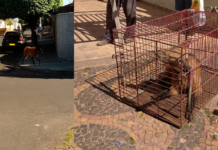 Bombeiros resgatam lobo-guará de dentro de casa em Jales