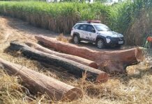 Propriedade rural em Nhandeara é multada em R$ 16 mil por degradação ambiental