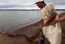 Pescadores são surpreendidos por cobra no rio Grande