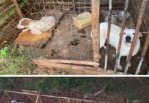 Homem é preso em flagrante suspeito de manter 24 cães em situação de maus-tratos