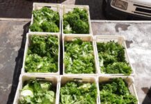 Irmãos de Emaús destina verduras semanalmente para Santa Casa