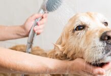 Por que os cães ficam “loucos” depois de tomar banho?