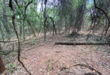 Mulher é autuada em mais de R$ 44 mil por danificar área de vegetação nativa em sítio de Itajobi