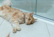 ‘Gripe dos gatos’: entenda o que é rinotraqueíte causada por vírus e que pode evoluir para pneumonia