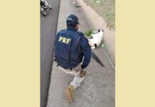 Cachorro atropelado é resgatado pela polícia na BR-153