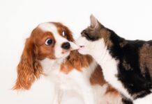 Prefeitura abre inscrições para castração de cães e gatos entre 14 e 18 de junho