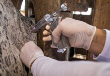 São Paulo prorroga até 30 de junho vacinação contra febre aftosa e brucelose