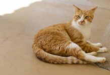 Inscrições para castração gratuita de cães e gatos estão abertas em Votuporanga