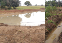 Sitiante é multado após cortar 13 árvores e construir represa
