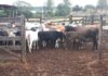 Polícia Ambiental recupera 30 cabeças de gado furtadas de propriedade rural