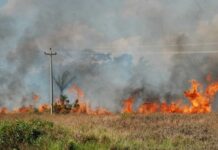 Elektro alerta para riscos de acidentes com a rede elétrica provocados por queimadas