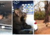 Macacos-prego achados dentro de porta-luvas de carro são soltos na natureza pela polícia