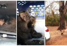 Macacos-prego achados dentro de porta-luvas de carro são soltos na natureza pela polícia