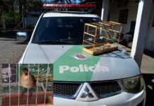 Polícia Ambiental resgata ave silvestre mantida em cativeiro e homem é multado
