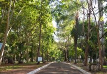 Saev encerra Semana do Meio Ambiente com distribuição de mudas neste sábado