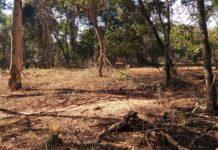 Polícia Ambiental multa propriedade rural em mais de R$ 80 mil por destruir vegetação nativa