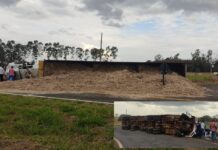 Motorista fica ferido após caminhão com cana-de-açúcar tombar em rodovia