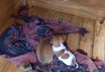 Mulher é autuada em R$ 31 mil por maus-tratos a cachorros em Votuporanga