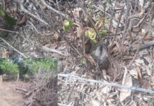 Polícia Ambiental constata derrubada de 16 árvores nativas e multa fazendas